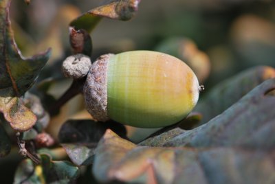 Quercus robur 'Atropurpurea' - dub letní 'Atropurpurea' - plod